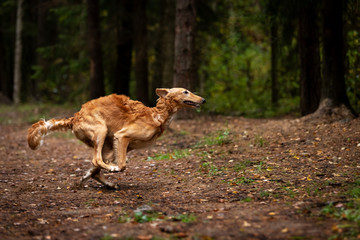 Puppy borzoi walks outdoor at summer day
