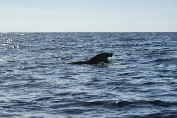 Fototapeta premium The backs and fins of a Grinda whales against a beautiful seascape. The fins are sticking out of the water.
