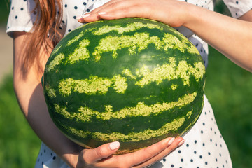 Whole watermelon in hands of young woman on green nature background, close up.