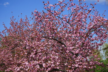 Rosa Kirschblütenlandschaft am Berliner Mauerweg (Lohmühlenbrücke)