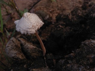 mushroom in the grass