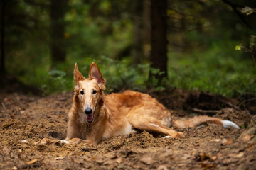 Puppy borzoi walks outdoor at summer day