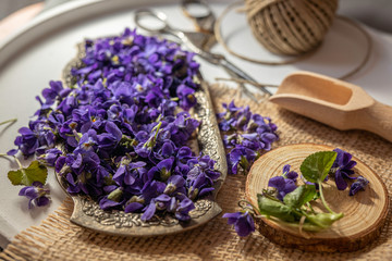 Obraz na płótnie Canvas Viola odorata known as wood violet or sweet violet
