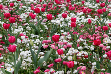 Obraz premium Red Tulips in The Field