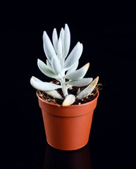 Succulent in brown flowerpot  isolated on black acrylic