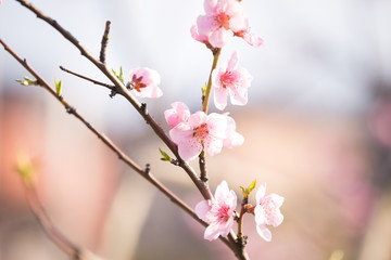 Fototapeta na wymiar Pink peach blossom spring background