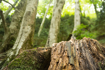 A forest of european beech (Fagus sylvatica) with moss over the wood, and pieces of dead wood.