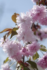 Zierkirschenblüten