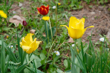 Yellow Tulips Spring Blossom Close Up