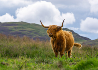 Highland Cow with swishing tail.