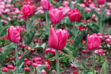 Red Tulips in The Field