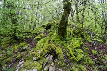 A forest of european beech (Fagus sylvatica) with moss over the wood, and pieces of dead wood.