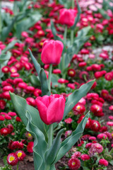 Red Tulips in The Field