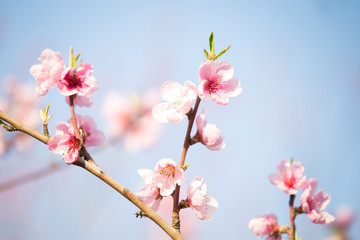 Fototapeta na wymiar Pink peach blossom spring background