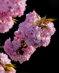 poppige Kirschblüten vor schwarzer Hintergrund