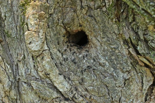 Nest der Glänzendschwarze Holzameise oder Kartonameise (Lasius fuliginosus)