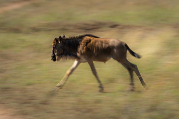 Slow pan of galloping blue wildebeest calf