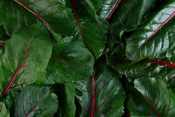 Beetroot chard. Beet root leaves isolated on black background.
