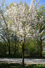 Weiß blühender Kirschbaum am Berliner Mauerweg (Lohmühlenbrücke)