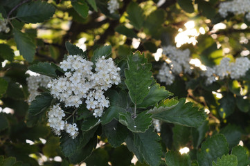 flowering tree surrounded by the light of the sun