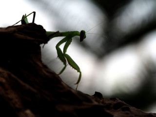 Silhouette macro of Praying mantis.Closeup.Blur background.
