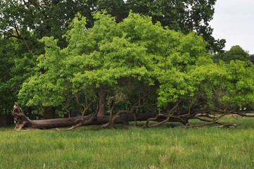 Fototapeta premium fallen big tree in the park 