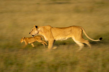 Slow pan of lioness and cub running