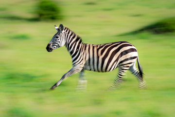Slow pan of plains zebra on savannah
