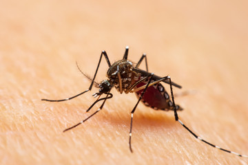 The Mosquito sucking blood.