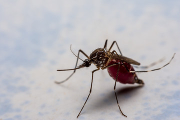 Mosquitoes stick to the wall after sucking new blood.