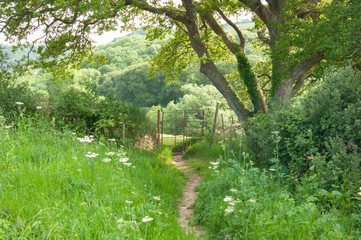 Cornwall summer walk