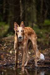 Puppy borzoi walks outdoor at summer day
