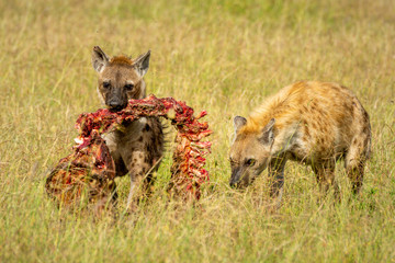 Spotted hyena carries carcase followed by another - obrazy, fototapety, plakaty