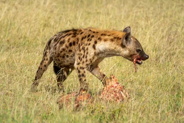 Fotobehang Hyena Spotted hyena chews bone from bloody carcase  © Nick Dale