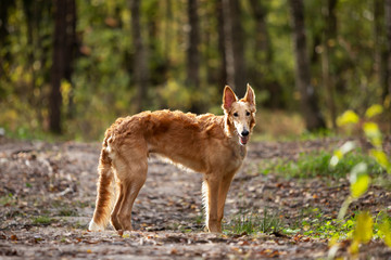 Puppy borzoi walks outdoor at summer day