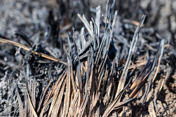 Glade after a fire with burnt grass closeup. Neglect of nature. Forest fires. Selective focus. Closeup view