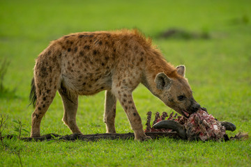 Spotted hyena chews wildebeest carcase on grass