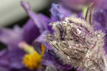 Somethinig strange bud of snowdrop / Beautiful snowdrop flower with a drops of water / Snowdrop forest / Copy space for text