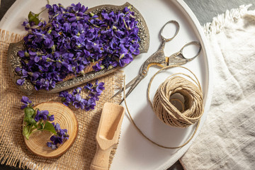 Violet violets flowers bloom from a spring forest. Viola odorata styled studio shot edible alternative medicine health remedy for tea and skin care 