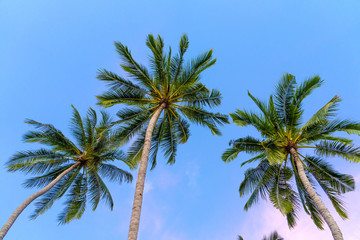 Obraz na płótnie Canvas Tropical palm trees against a blue-purple sunset sky. Sunset in the tropics
