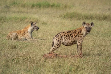 Foto op Aluminium Spotted hyena guards bloody carcase by another © Nick Dale