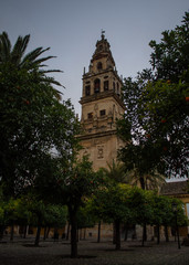 the courtyard of the Mezquita of Cordoba