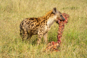 Spotted hyena holds bloody carcase in grass