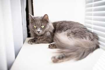 Gray cat