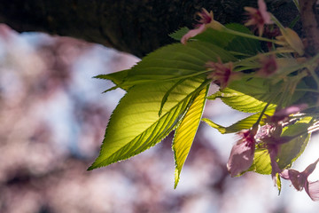 Cherry leaves on a tree in springtime