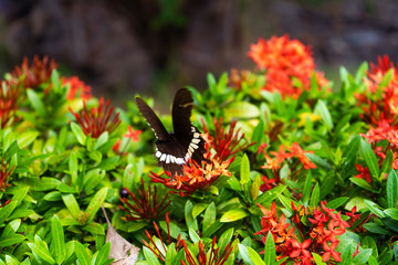 Incredibly beautiful day tropical butterfly Papilio maackii pollinates flowers. Black-white...