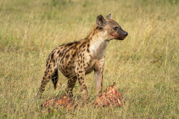 Naklejka na ściany i meble Spotted hyena looks up from bloody kill