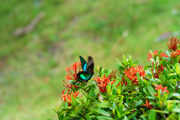 Incredibly beautiful day tropical butterfly Papilio maackii pollinates flowers. Black-green butterfly drinks nectar from flowers. Colors and beauty of nature