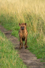 Spotted hyena stands facing camera on track