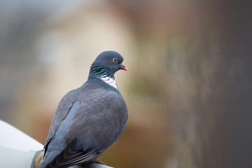 Dove on top of a streetlight with the background out of focus. Pigeon with copy space.